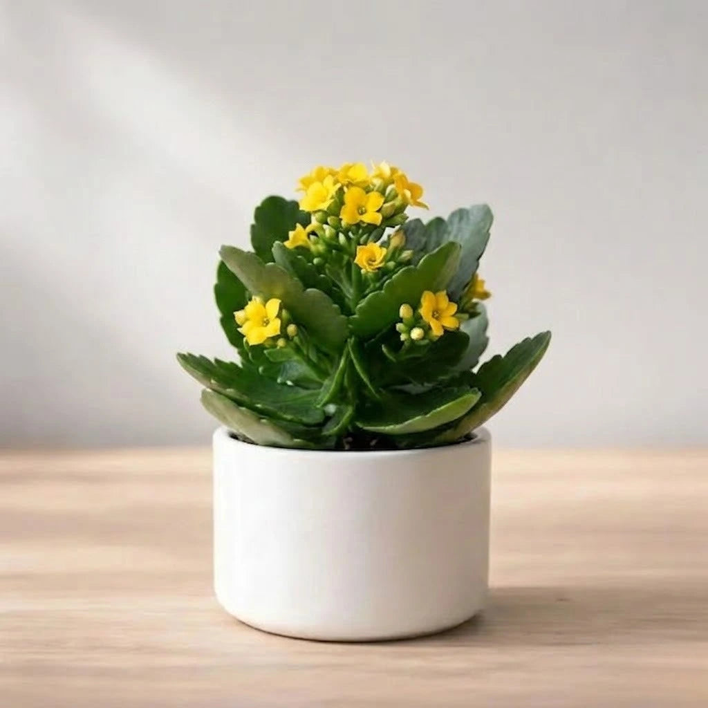 Yellow Kalanchoe Succulent Sapling (1pc)