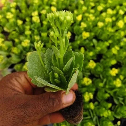 Yellow Kalanchoe Succulent Sapling (1pc)