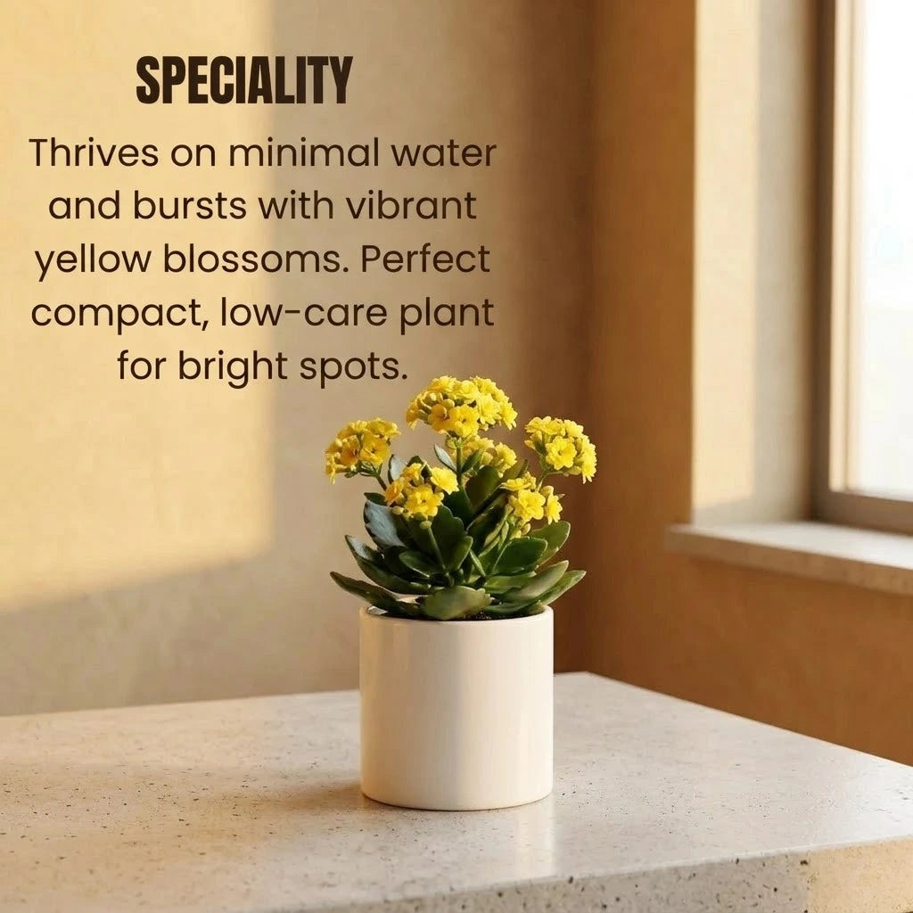 Yellow Kalanchoe Succulent Sapling (1pc)