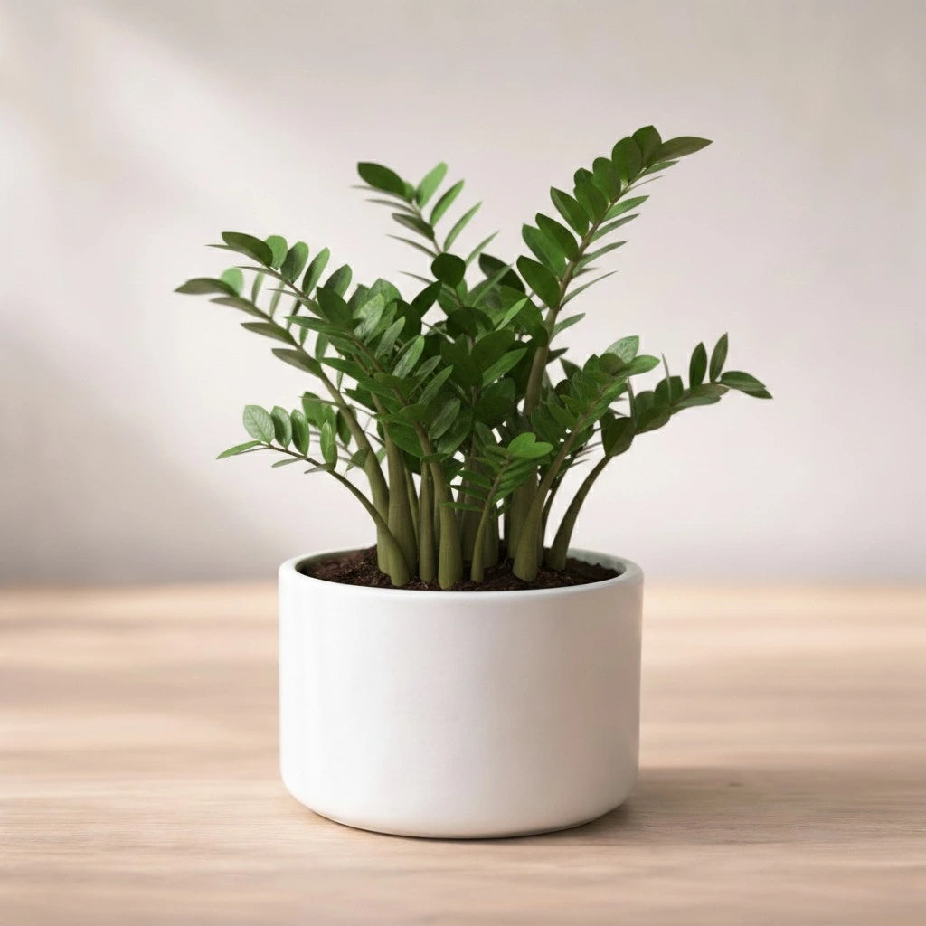 ZZ Plant Sapling(1Pc)