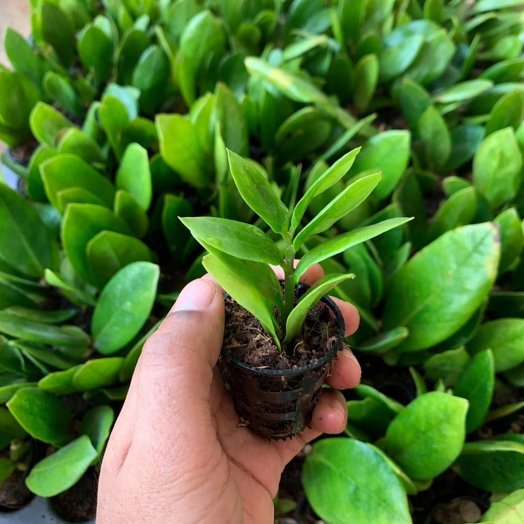 ZZ Plant Sapling(1Pc)