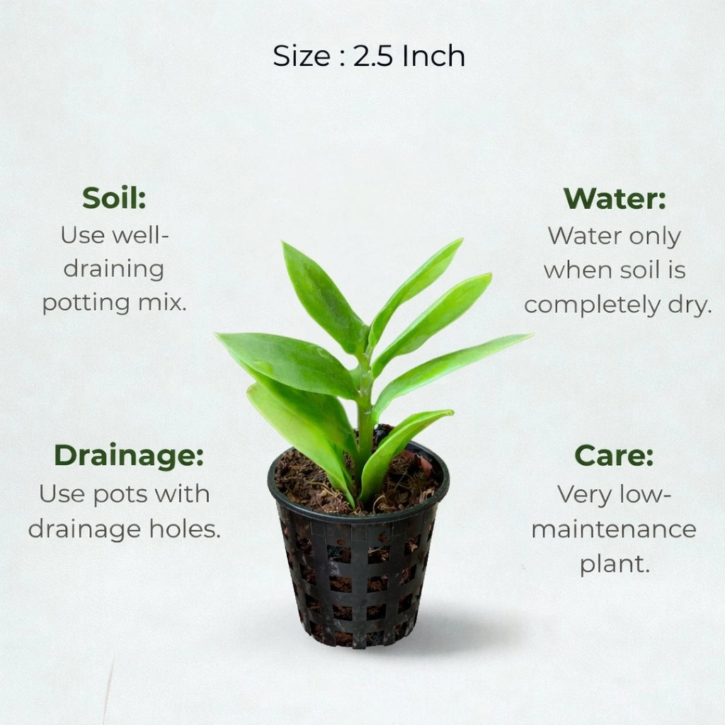 ZZ Plant Sapling(1Pc)