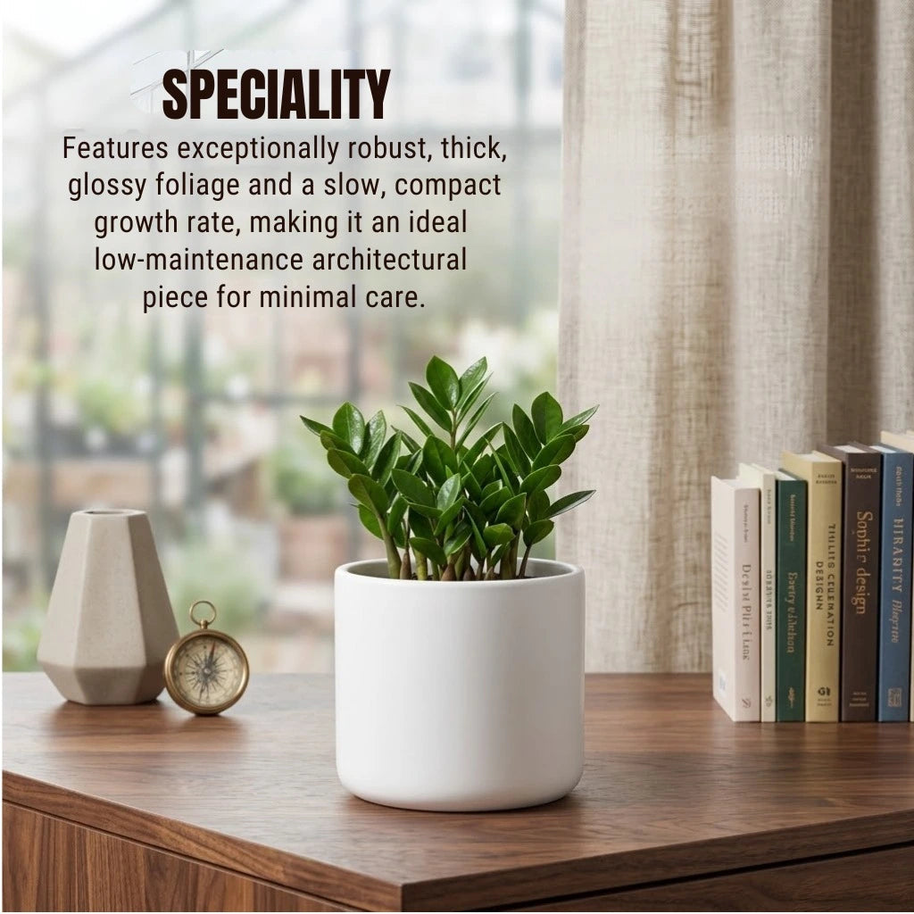 ZZ Plant Sapling(1Pc)