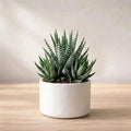Zebra Haworthia Plant (1Pc)