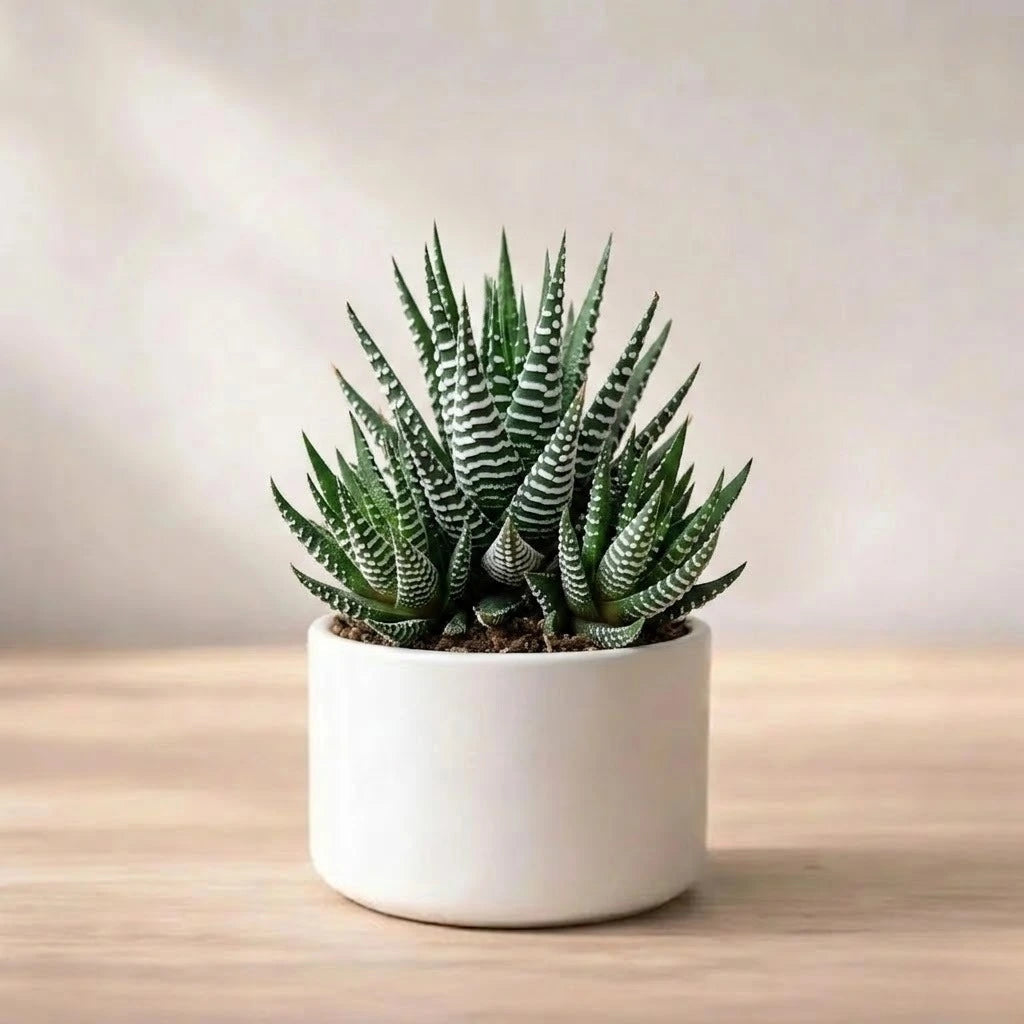 Zebra Haworthia Plant (1Pc)