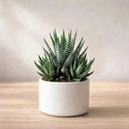 Zebra Haworthia Plant (1Pc)
