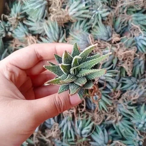 Zebra Haworthia Plant (1Pc)