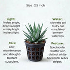 Zebra Haworthia Plant (1Pc)