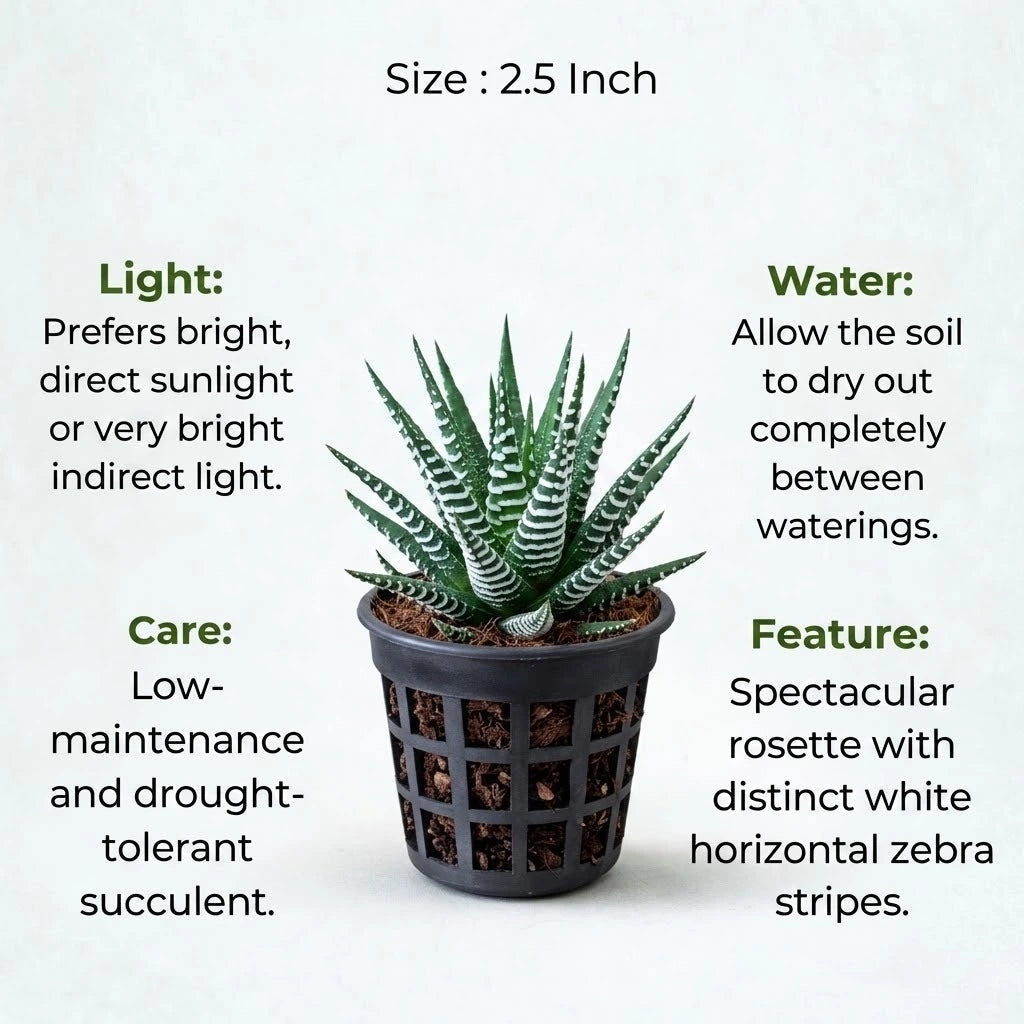 Zebra Haworthia Plant (1Pc)