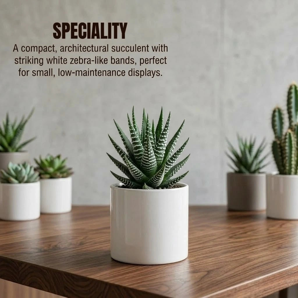 Zebra Haworthia Plant (1Pc)